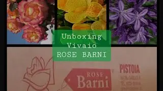 Unboxing Piante Vivaio ROSE BARNI Rosa rampicante boheme🌹Canna indica 🌾Agapanthus purple delight🪻
