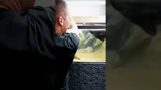 Moving my electric eel