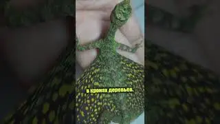 Летающий дракон
