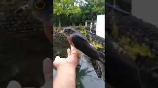 Philippine Hawk Cuckoo