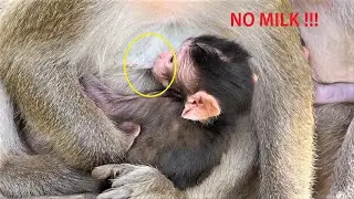 Looks Pity New Baby DeeDee no milk, Cus baby is Just born few days, Mommy needs more energy