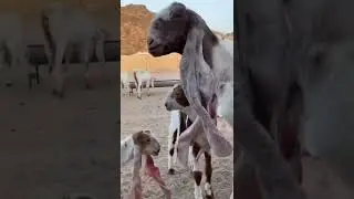Beautiful Goat with big Ears