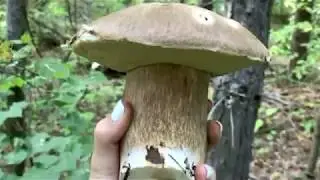 Чудеса, да и только