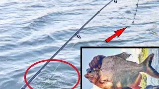 Bikin Ngewel!! Disambar Ikan Besar di Sungai Opak Yogyakarta