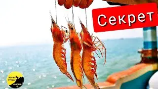 HOW TO CATCH WITH SHRIMP? The secret to shrimp fishing. 