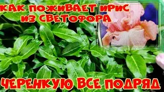 ИТОГИ ЧЕРЕНКОВАНИЯ//ИРИС ИЗ СВЕТОФОРА//ВИДЕООТЧЕТ