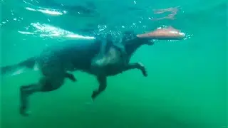 Как плавают собаки-релакс видео