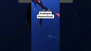 Learn About Scalloped Hammerheads w/ Us! #hammerheads #sharks #underwater #education #a