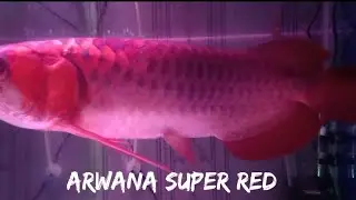 Ikan Sultan Arwana Super Red Monster di Dalam Aquarium