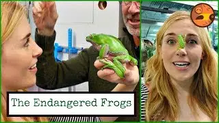 FROG ON MY FACE?! Maddie Meets the Endangered Frogs | Maddie Moate