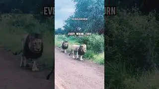 LION WRONG TURN🔥| ft.LION #lion #lionattitudestatus #lionquotes