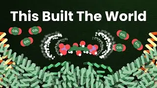 How Plants Turned Air Into Civilization ｜The Calvin Cycle