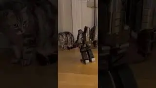 MEGATRON and CAT. WOW. SHOCK CONTENT #rec #top #megatron #funny #funnyanimals #cat #funnycats #bumbl