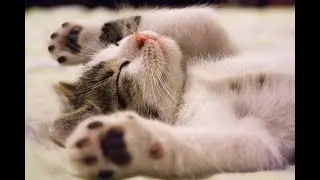 CAT PURRING | 10 minutes | Soothing Sound, Relax, Study