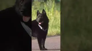 шипперке продается 89043901533