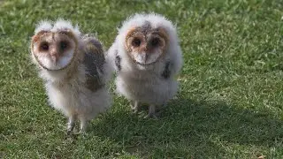 😍 Newly Hatched Birds Looking For Mum 💖