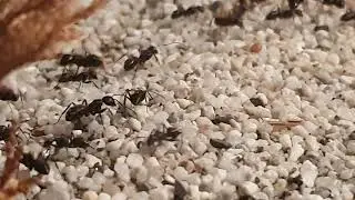Camponotus Japonicus Alot Of Activity  #Ant Life