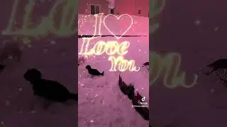 These guys are so awesome. Love them to bits. Seeing them run around in the snow is great. 