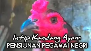 Intip Isi Kandang Ayam Mantan Pensiunan Pegawai Negri
