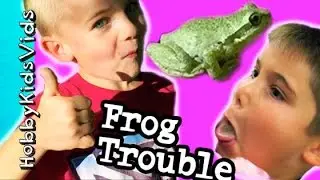 Frog Jumps into Our House! Scares HobbyMom + Trouble Catching HobbyKidsVids