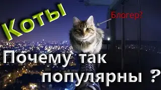 Почему на ютубе так популярны коты ?!