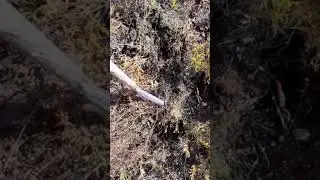 Как копат корни солодка