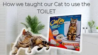 How We Taught Our Cat To Use The Toilet - Potty Training
