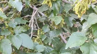 king white shahtoot mulberry🍀