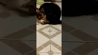 кошачьи игры