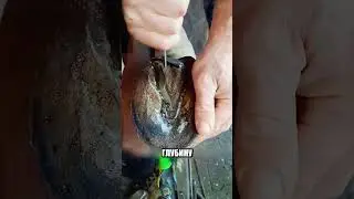 Кузнец спас лошадь от ПРОДАЖИ🤯🐴✨