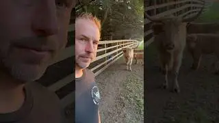 Dolly looses Emma… again… #fluffyfeatherfarm #lost #momma #babycalf #farm #babyfarmanimals