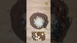 Wasp Building Its Nest 🐝 🏡