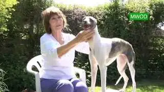 Judging Whippet Dogs