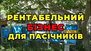 Продам матковивідну пасіку як бізнес!