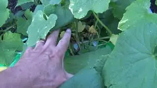 Growing cucumbers in a bag.  Выращивание огурцов в мешке.