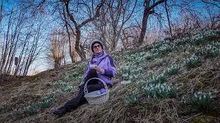 A Quiet Spring Story in Latvia | Forest Walk, River & Snowdrops