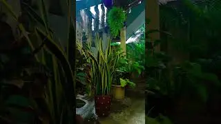 Indoor plants #shorts #youtubeshorts #trending