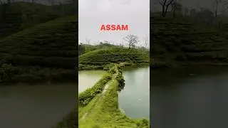Assam #assam