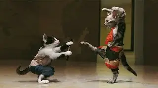 kitty funny, cat fight