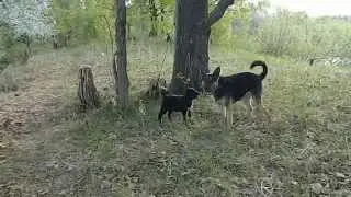 местные собаки