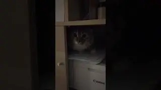 Caught ya 🥷
