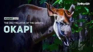 Okapi | Meet The Forest Giraffe #shortcut