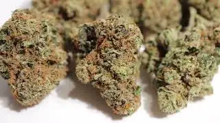 Purple Haze Close Ups and Glamor Shots. #short