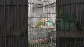 parrot documentary  #usa #canada #viralpost #famous #trendingnow #trendingvideo #trending