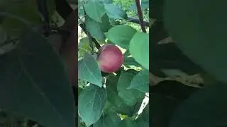 На даче божественно красиво
