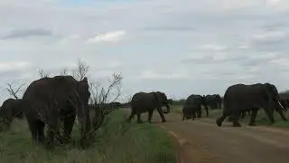 well over 50 Ellies cross the road!