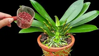 A handful of beans is enough to help a weak orchid grow new roots and 100 flower stems
