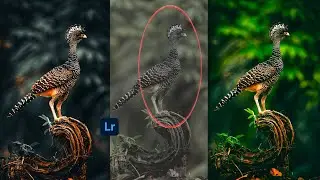 Mobile Photography | Lightroom - Top Tips And Tricks In Editing Bird Photos | Lightroom Editing