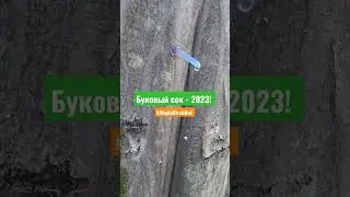 Буковый сок - это дерево тоже даёт весной сок!