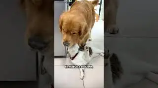 Una escena inesperada... ¡El gato y el perro en una situación increíble! 